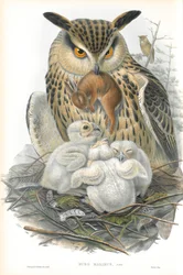 Illustration von Bubo Maximus (Uhu)